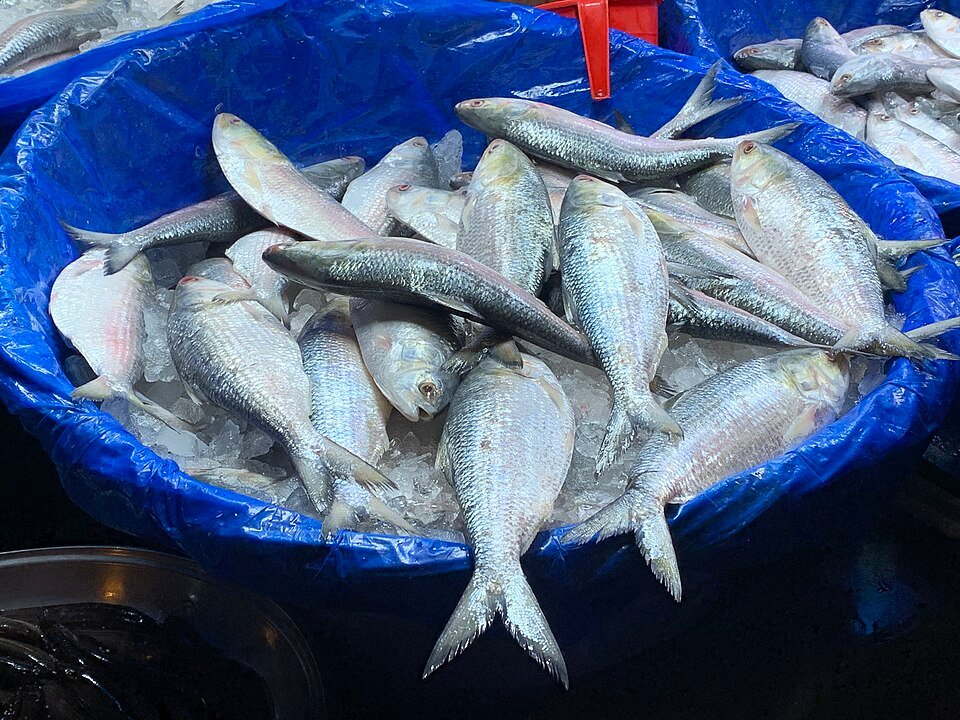 shrimp-fish-bangladesh বাংলাদেশের ইলিশ