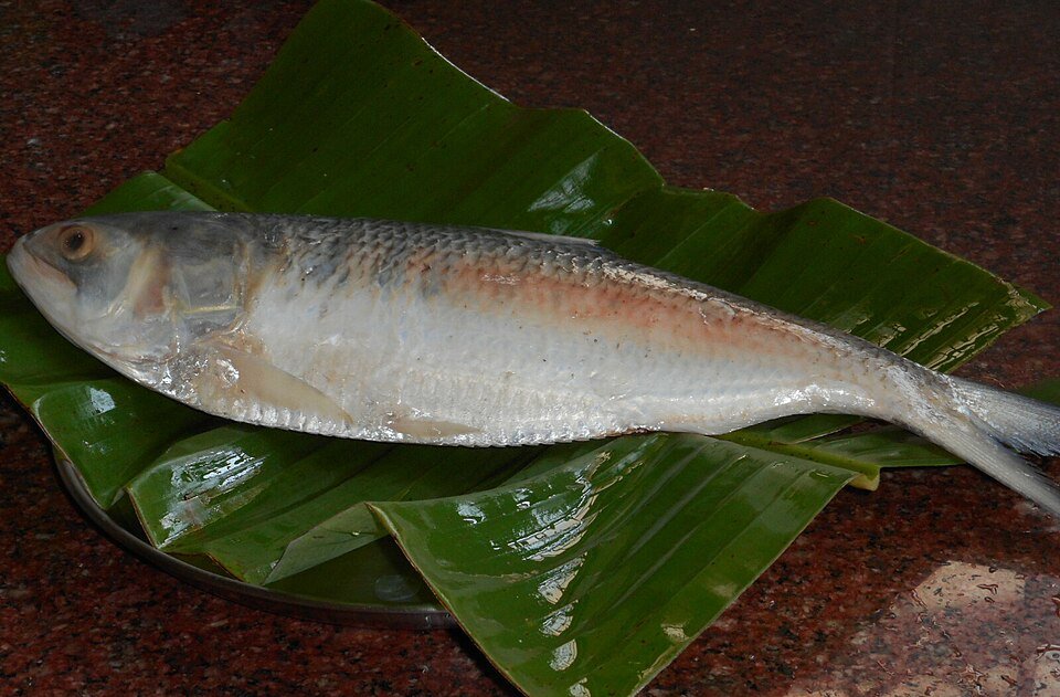 fresh-deshi-mach তাজা ইলিশ